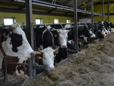 Nowy przypadek BTV potwierdzony w dużym stadzie bydła na południu Polski