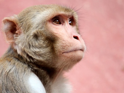 Małpy też mają wyobraźnię