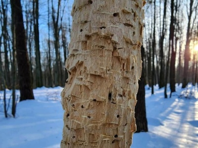 To nie robota bobrów. Leśnicy pokazali zaskakujące zdjęcia
