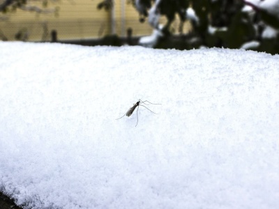 Czy po mroźnej zimie naprawdę będzie mniej kleszczy i komarów? Eksperci mówią wprost