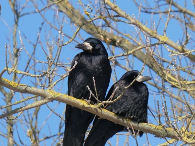 Miasto chce się pozbyć gawronów. To ptaki, które w Polsce wymierają