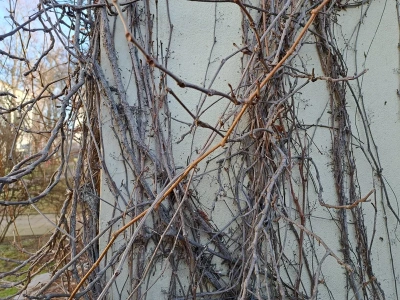 Kiedy i jak ciąć winorośl zimą? Ten termin decyduje o plonach