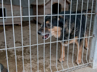 Śledztwo w sprawie znęcania się nad zwierzętami w schronisku „Happy Dog”. Prokuratura bada sprawę