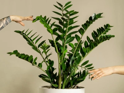 Zmiel na proszek i podsyp zamiokulkasa. Liście w mig urosną i będą błyszczące