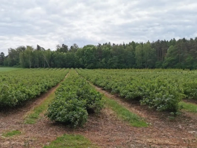 Jak zaplanować ochronę porzeczki w 2026 roku?