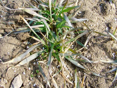 Jak szybko działają nawozy? Wyjaśnia prof. Szczepaniak