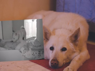 Kamera nagrała, co pies robił w nocy. Dziecko cały czas spało obok