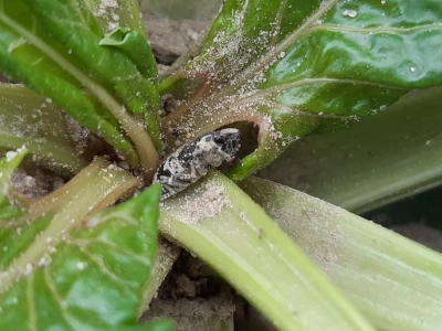 Czy szkodniki buraka wymarzną? Dowiesz się na naszym seminarium buraczanym 12 lutego?