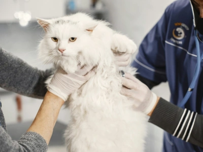 Nowe przepisy dla właścicieli kotów i psów. Szykuje się kolejny wydatek