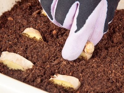 Ukrój i włóż do doniczki. Lekarstwo na odporność będziesz mieć za darmo