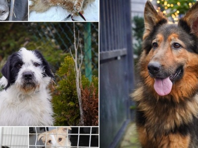 Zoja, Olek i Kania. Zimą ciepły dom będzie dla nich największym prezentem