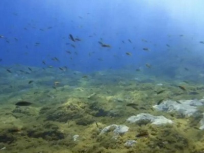 Mała ryba, wielka toksyna. Naukowcy zaskoczeni na Wyspach