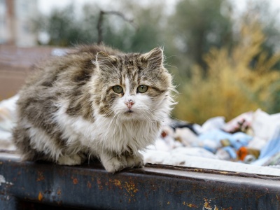 Samorząd Mazowsza pomoże bezdomnym zwierzętom