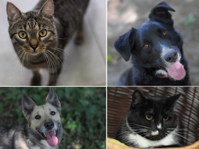 Czekają na dom pełen miłości. Poznaj czworo podopiecznych Schroniska dla Zwierząt w Olsztynie!