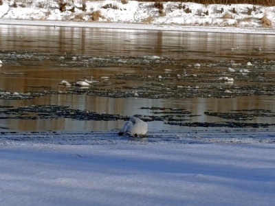 Łabędź przymarzł do lodu na Wiśle. Potrzebował pilnej pomocy