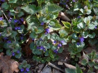 Dziś traktowane jak niepotrzebne chwasty. Kiedyś te rośliny ratowały przed głodem