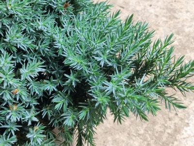 Zielony, srebrny, a niekiedy nawet błękitny. Ten krzew wprowadzi magię do ogrodu