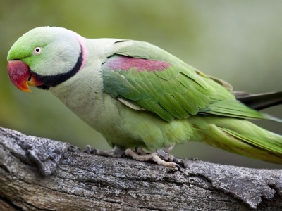 Papugarnia pokazała zdjęcia. Papuga zginęła z winy zwiedzających