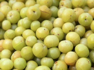 Indyjski agrest gwieździsty imponuje wpływem na zdrowie. Leczy i odmładza