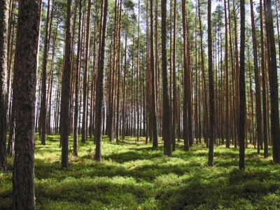 Kontakt z naturą i aktywność fizyczna realnie poprawiają zdrowie psychiczne – nowe dane