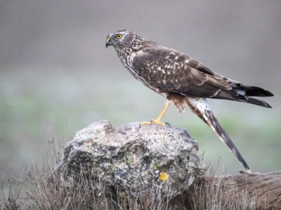 Ten drapieżnik walczy o przetrwanie. W Polsce jest pod ścisłą ochroną