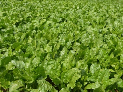 Dolistne dokarmianie buraka cukrowego może dać wyższy plon. Kiedy i czym najlepiej nawozić?