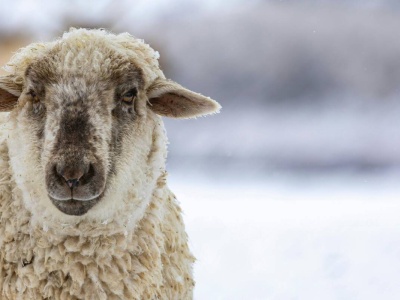 Zimowy wypas owiec. Czy to się opłaca?