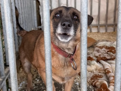 Apel o pomoc dla psów ze schroniska w Wiśniewie. Pilnie potrzebne domy tymczasowe i adopcyjne