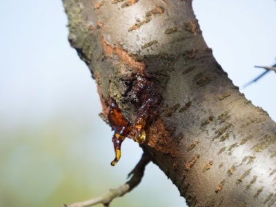 Z drzew wycieka bursztynowa ciecz. Co się dzieje?