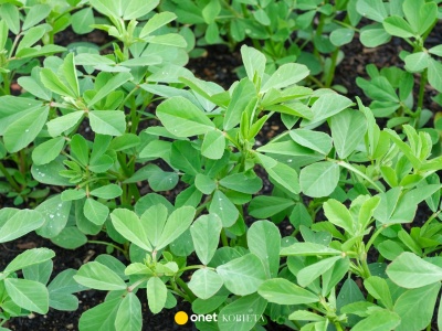 Cztery rośliny, które naturalnie obniżają cholesterol. Nie tylko strączki