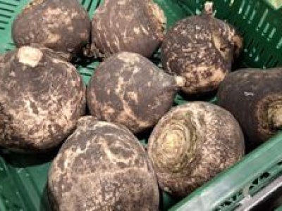 Polski żeń-szeń. Postawi twoją wątrobę na nogi