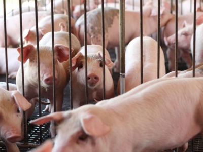 Małe chlewnie znikają z mapy Polski. Polska wieprzowina staje się domeną gigantów