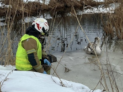 Akcja OSP Raszyn w Stawach Raszyńskich. Ranny łabędź trafił do Ptasiego Azylu