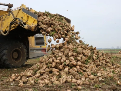 Kampania buraczana 2025/2026 zakończona rekordowym wynikiem wyprodukowanego cukru