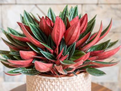 Ta roślina po latach znów zdobi polskie domy. Ma kolorowe liście i efektowne 