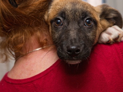 Ten popularny lek może zaszkodzić psu lub kotu. Jest decyzja UE