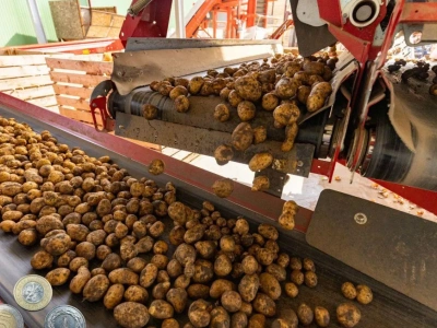 Ziemniaki obrodziły, ale problemów przybyło. Co dalej z uprawą?