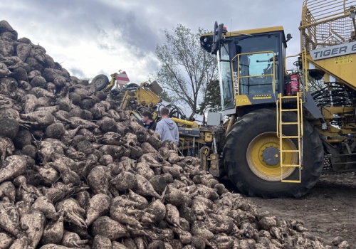 Kryzys na rynku cukru przyspiesza. Kolejna  cukrownia znika z mapy