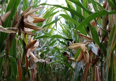 Rolnik nie może, importer może. Kukurydza z pozostałościami w UE