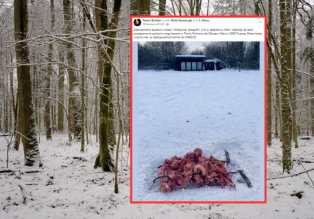 To robią fotografowie w Puszczy Białowieskiej 