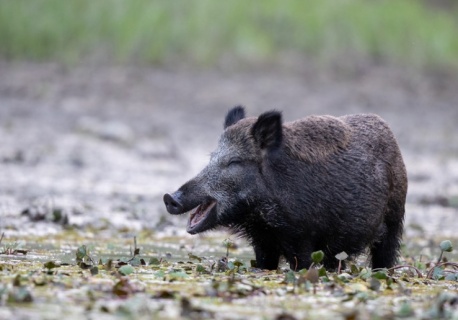 Kolejne ogniska ASF dzików. Choroba podbija kolejne gminy