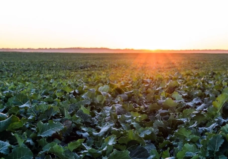 Ochrona fungicydowa rzepaku. Jak przygotować rzepak, aby dał wysoki plon?