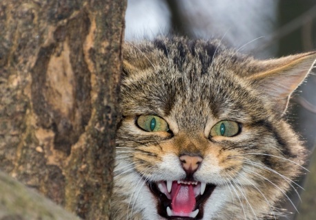Leśnik miał szczęście, że go zobaczył. 
