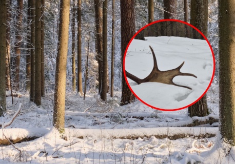 Leśnicy pokazali wyjątkowe znalezisko. 