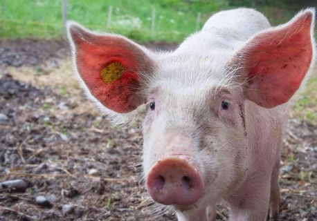 Świnia lecąca na dronie spowodowała blackout w chińskich wioskach