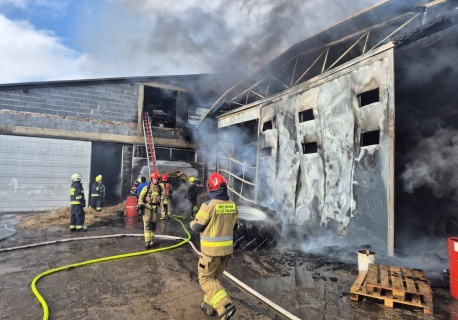 Duży pożar w Grójcu Małym. Uratowano sto byków