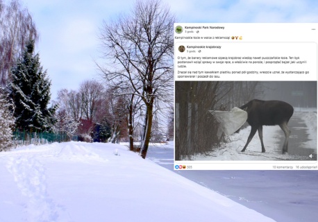 Pokazali nagranie z łosiem w roli głównej. Blisko 70 tys. wyświetleń