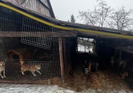Wielka akcja pod Krakowem. Odebrano 150 psów. Jest zarzut