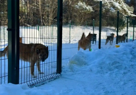 Bezpieczna zima czworonogów. Wyniki kontroli w schronisku w Tomarynach