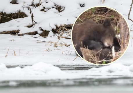 Leśnicy z Bieszczad pokazali niezwykłe nagranie. 